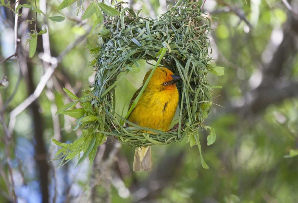 Slender-billed Weaver, Kamieskroon, South Africa